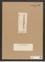 Fragilaria smithiana (de-Toni-Nr.: Genus 73) Zeichnungen Sammlung Grunow Nr. 5722 (NHMW-BOT-W0374115)